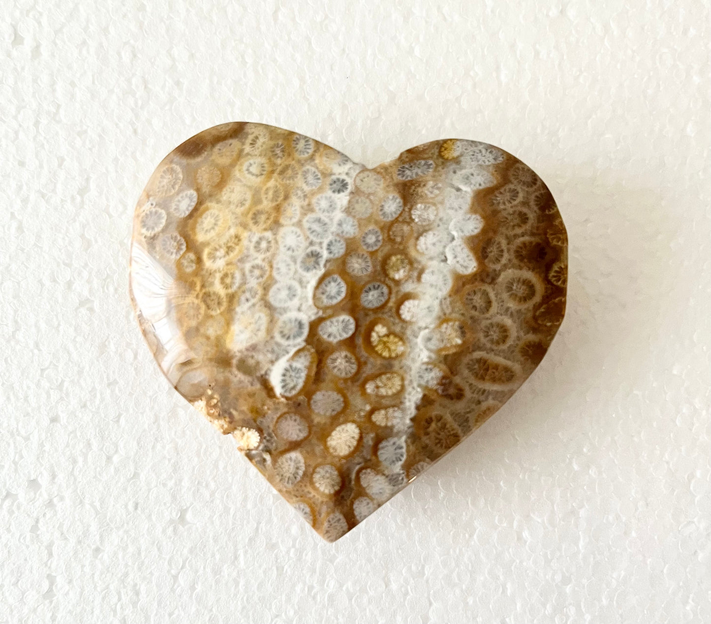 Fossil Korall hjärta