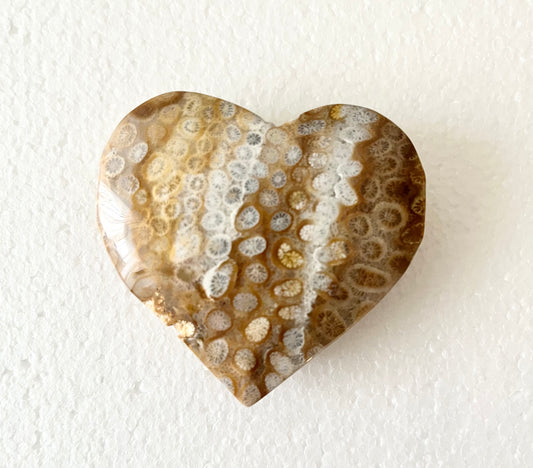 Fossil Korall hjärta