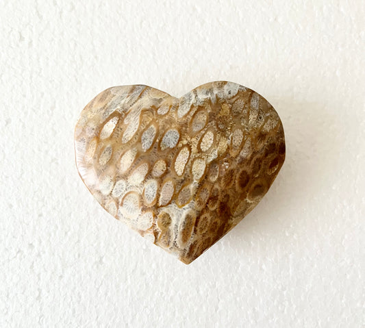 Fossil korall hjärta