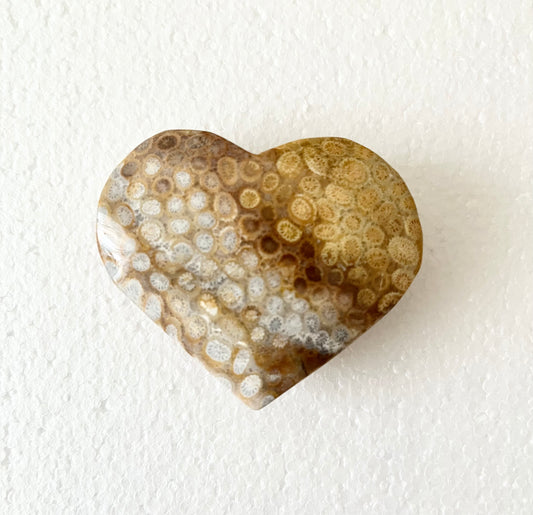 Fossil korall hjärta